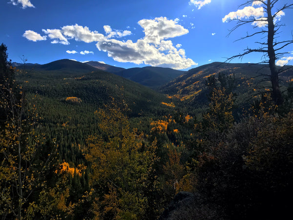 Aspen patches