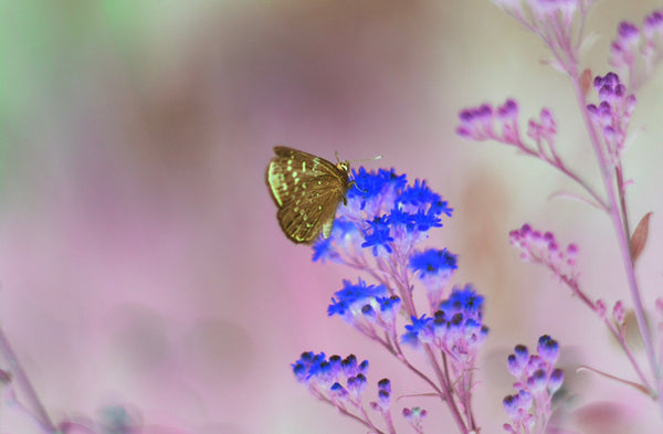 Butterfly (inverted)