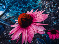 Coneflower