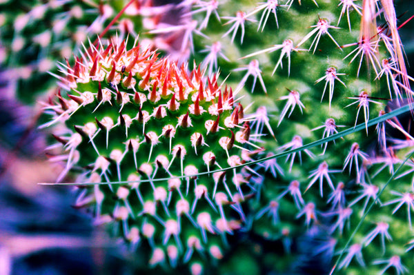 Cactus bloom